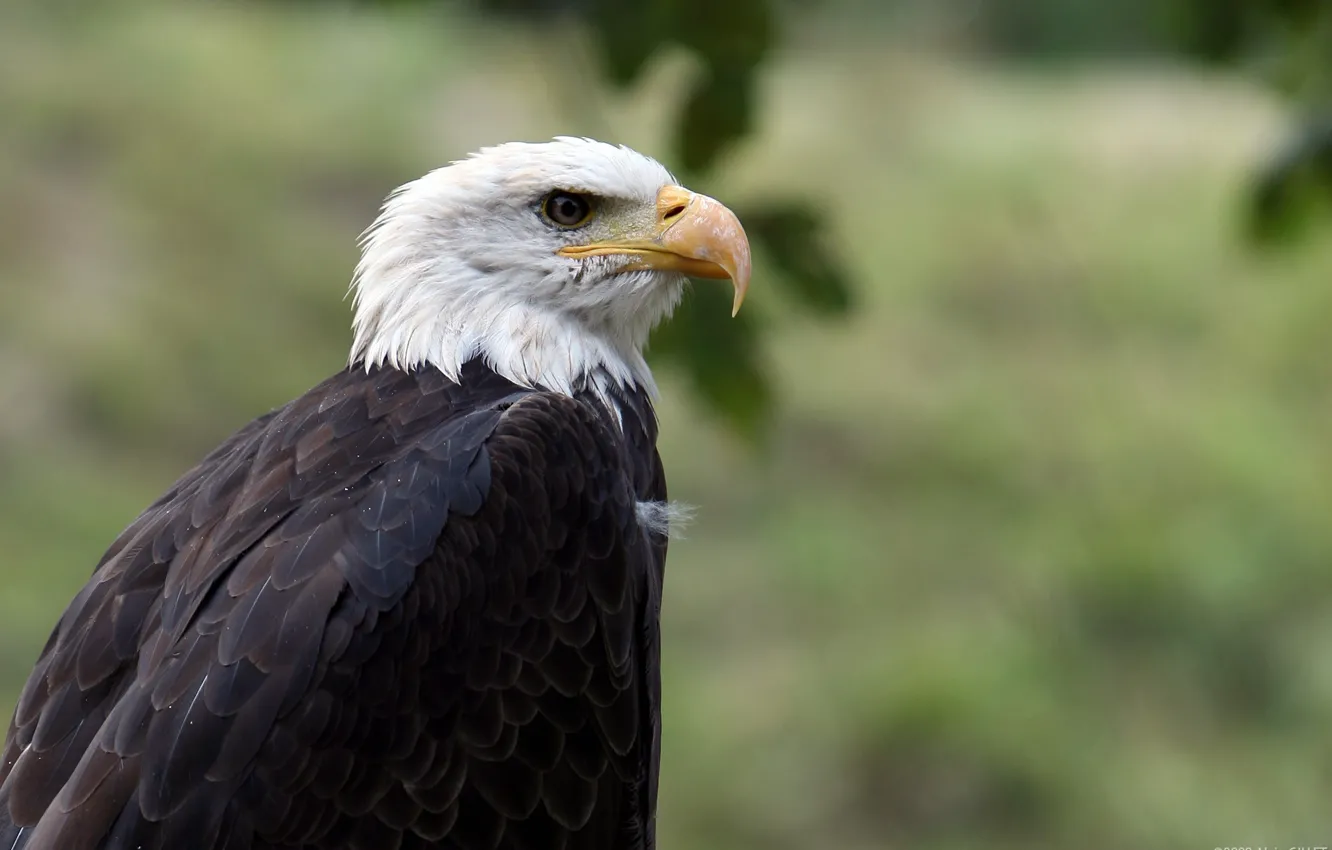 Photo wallpaper bird, eagle, beak