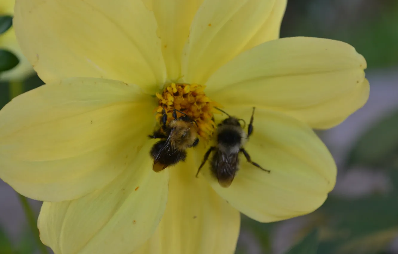 Photo wallpaper flower, yellow, sleep, bees, August