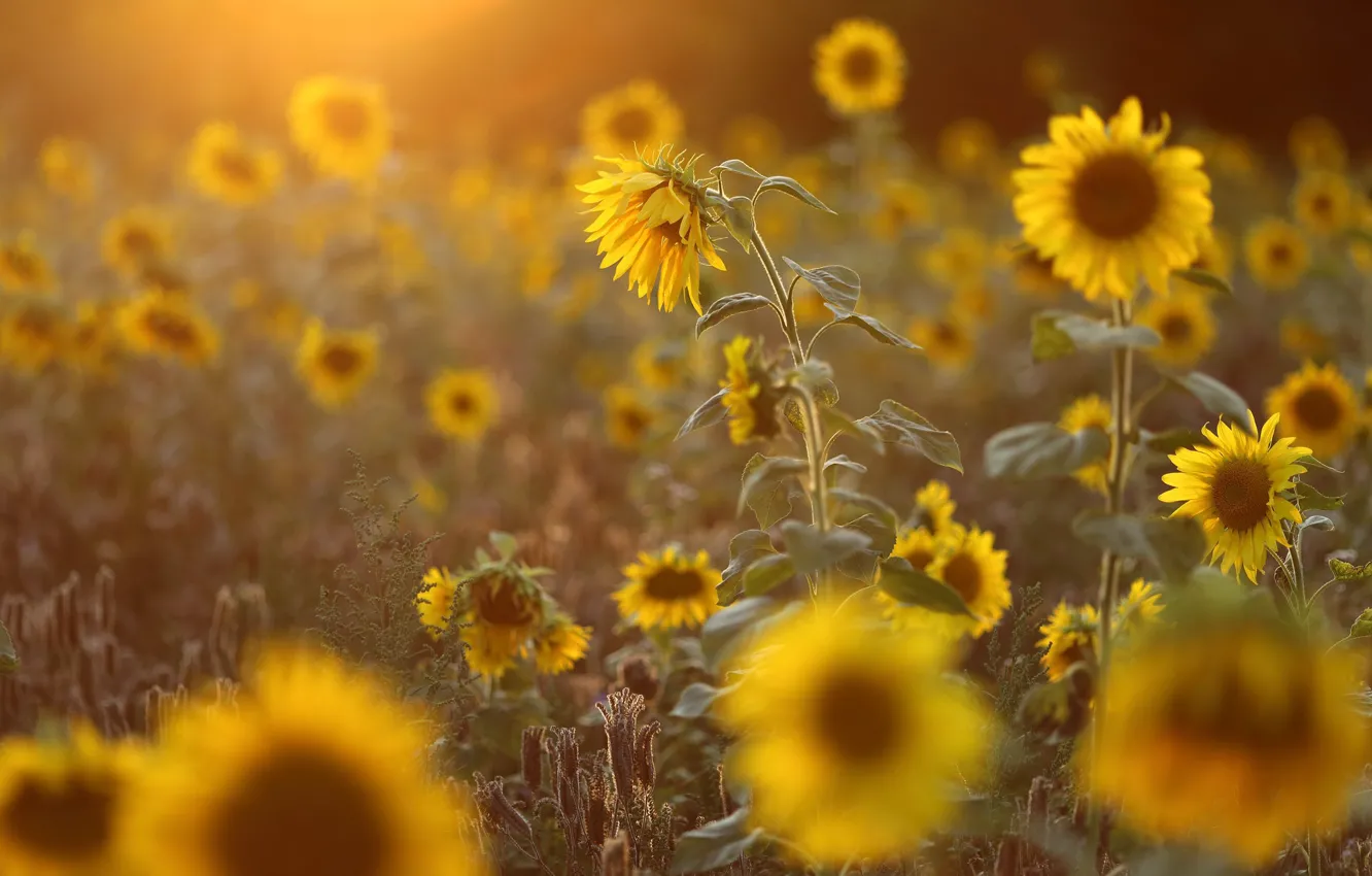 Photo wallpaper field, summer, light, sunflowers, flowers, yellow, a lot, sunflower