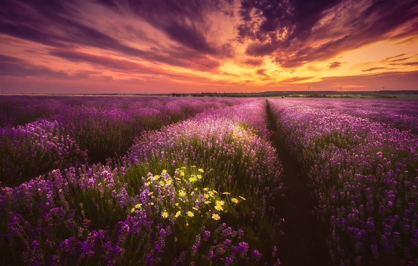 Photo wallpaper field, sunset, chamomile, lavender