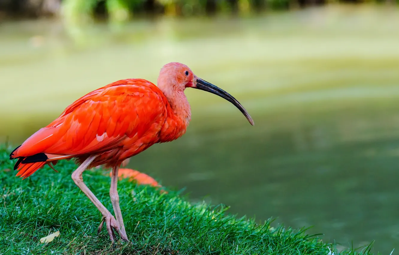 Photo wallpaper nature, bird, red ibis