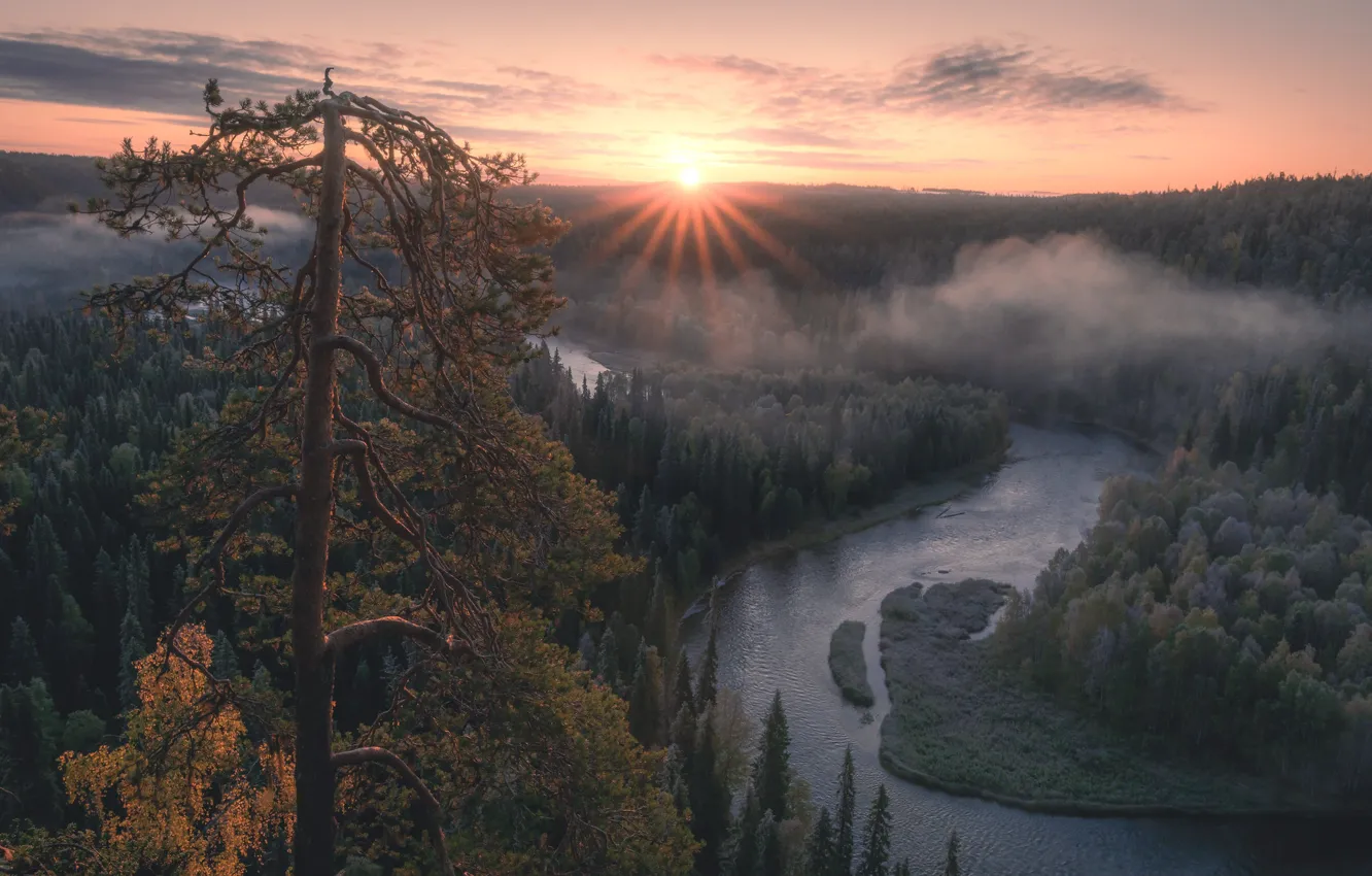 Photo wallpaper forest, the sky, the sun, clouds, rays, light, trees, fog