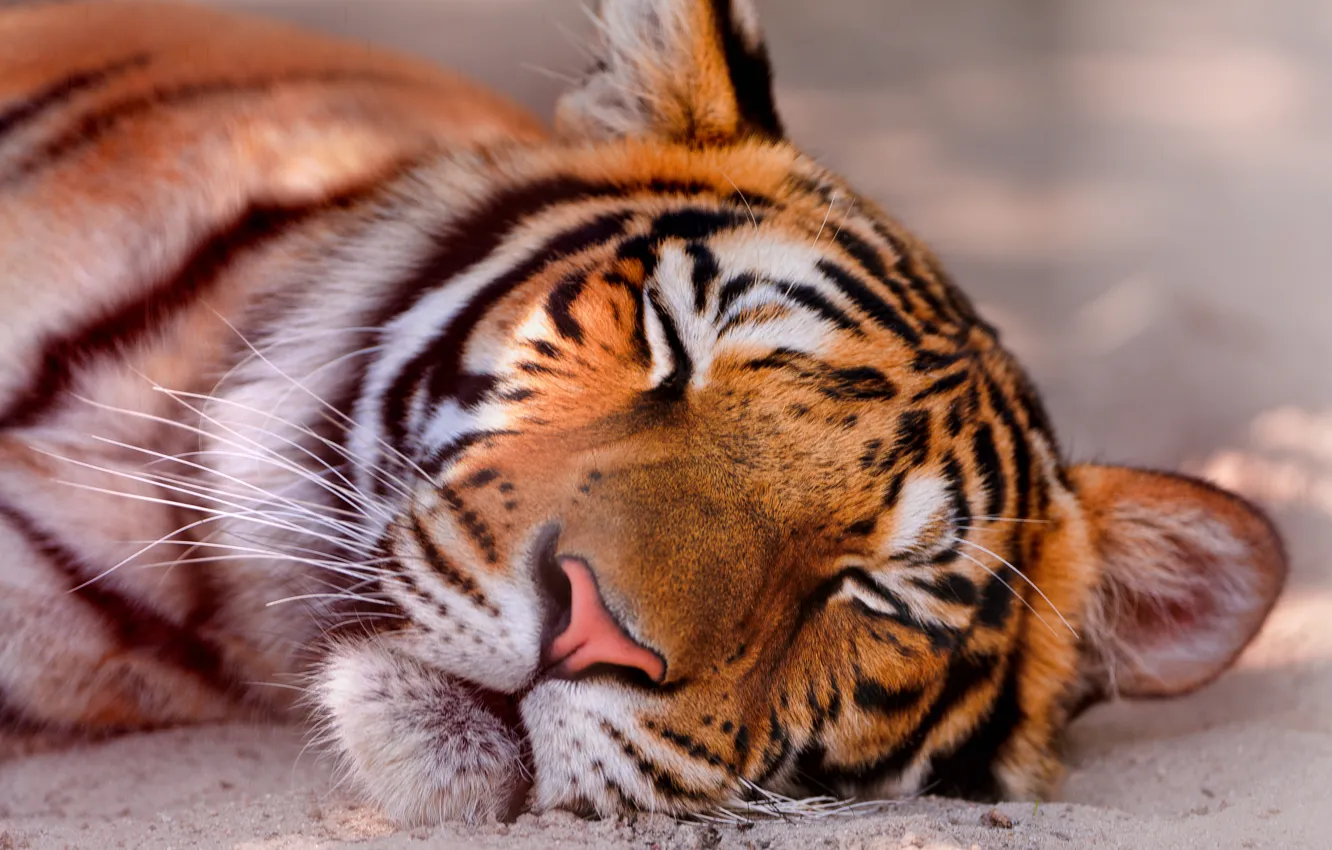 Photo wallpaper face, sleeping, tiger
