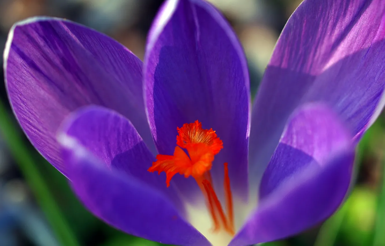 Photo wallpaper flowers, spring, petals, crocuses