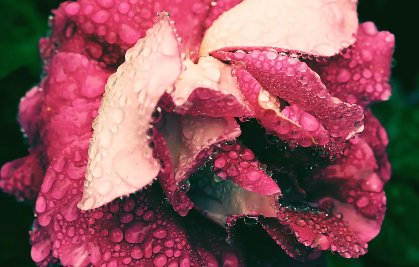 Photo wallpaper drops, macro, flowers, roses, petals, pink, water drops
