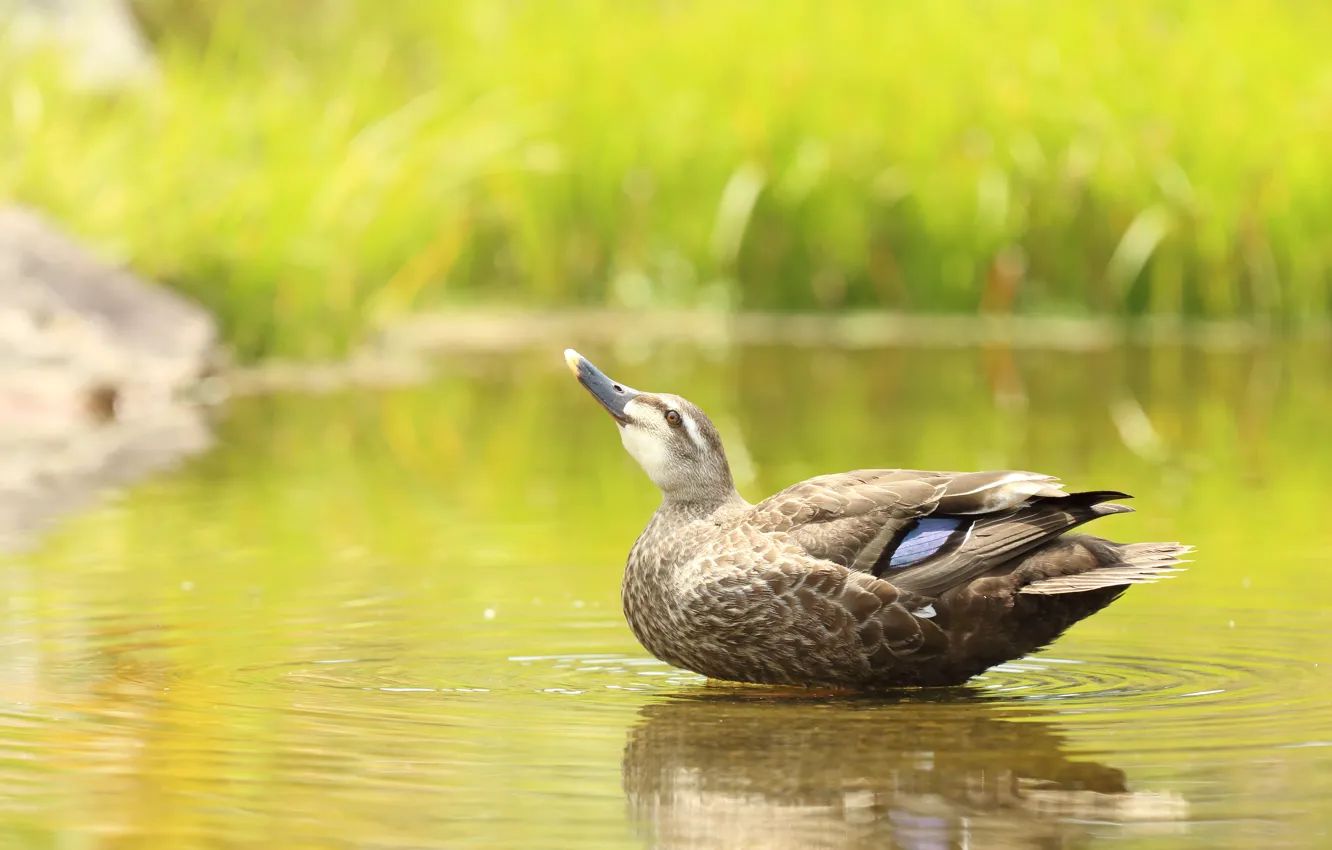 Photo wallpaper pose, bird, duck, pond