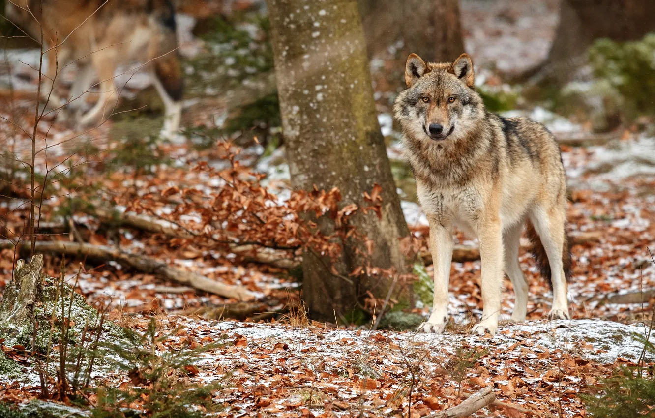 Photo wallpaper trees, look, snow, wolf, autumn, forest