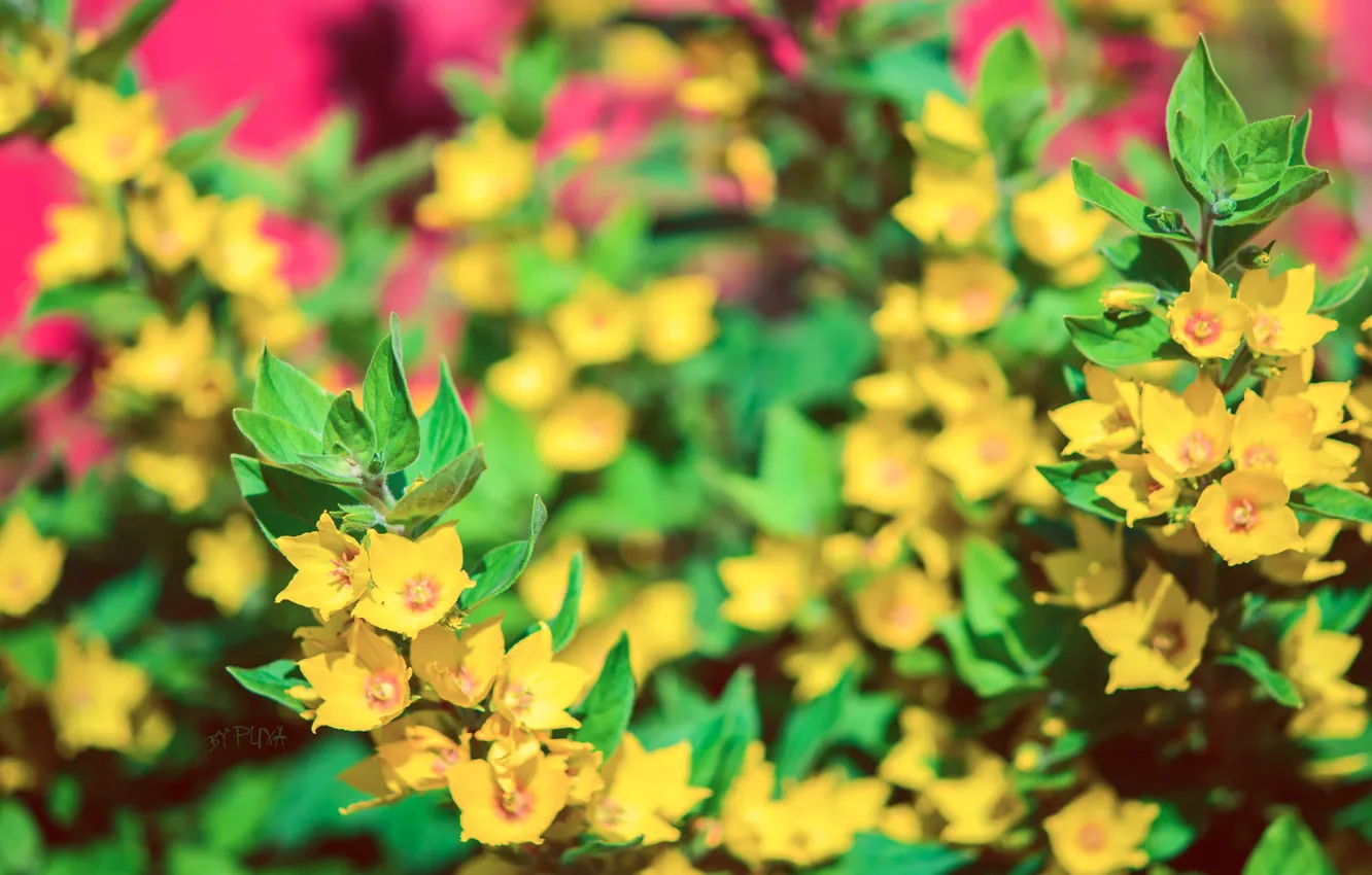 Photo wallpaper flowers, yellow, green, pink, pulls, a lot of flowers