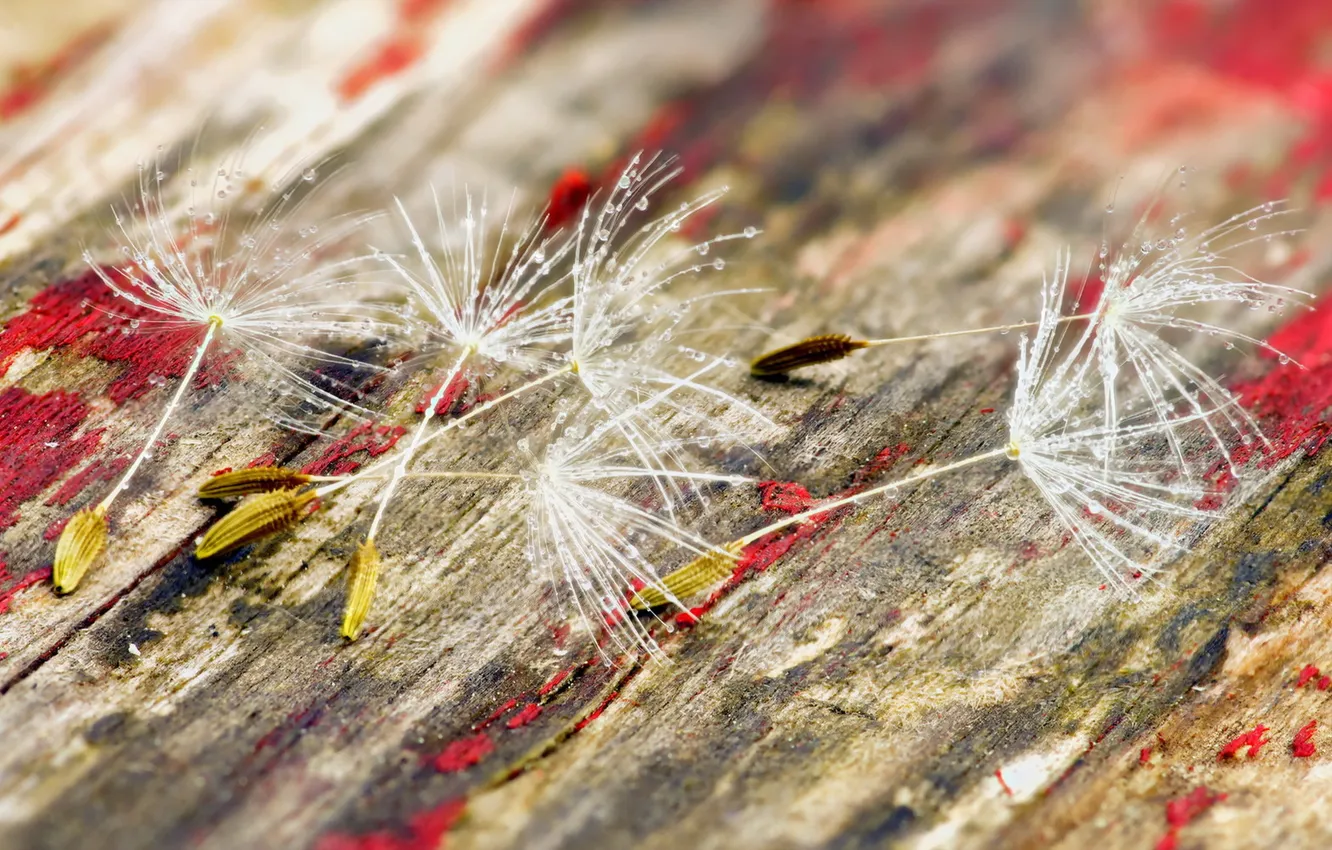 Photo wallpaper macro, background, seeds