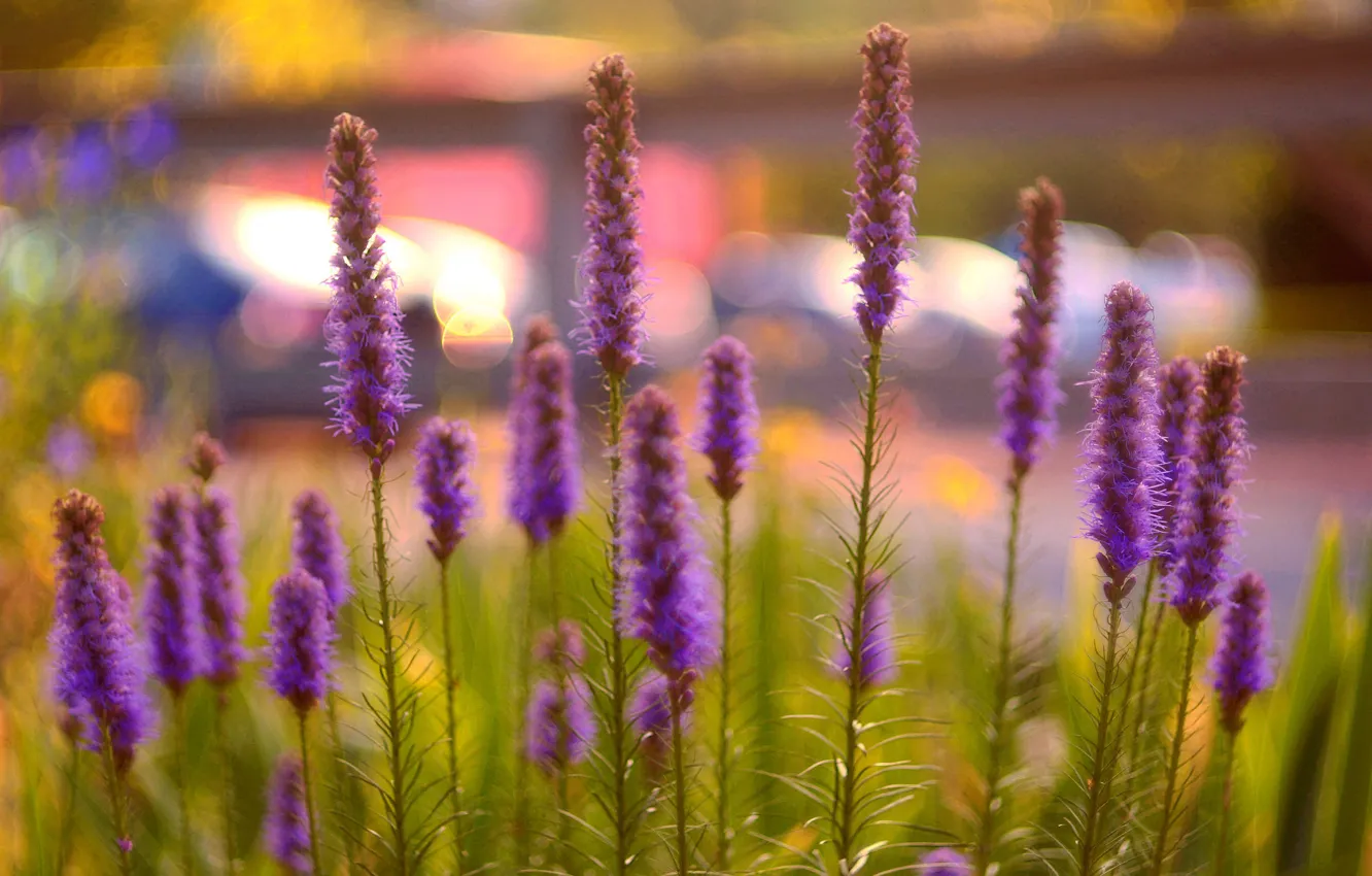 Photo wallpaper field, flowers, plant, meadow