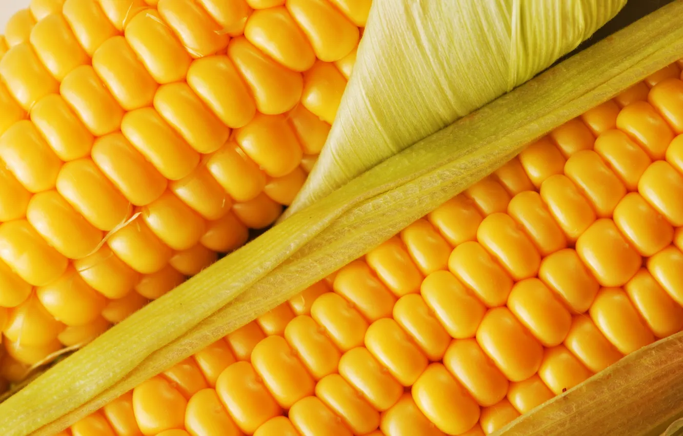 Photo wallpaper yellow, green, food, corn, food, delicious, cereal, useful