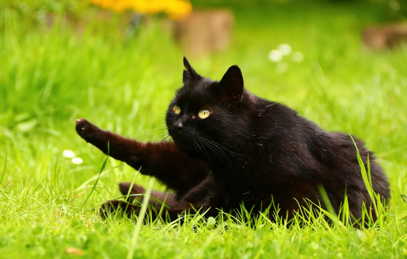 Photo wallpaper greens, cat, summer, grass, cat, look, nature, pose