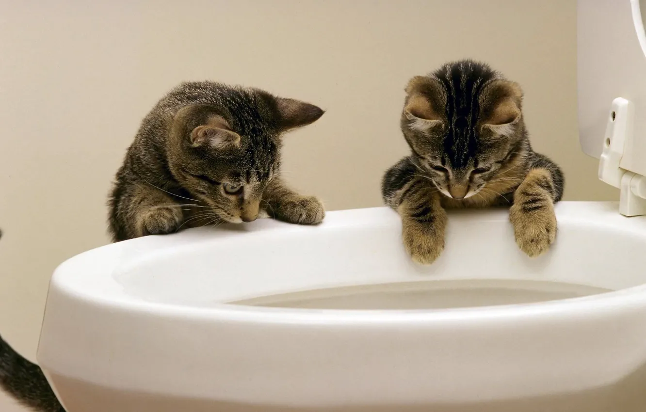 Photo wallpaper water, cats, the toilet