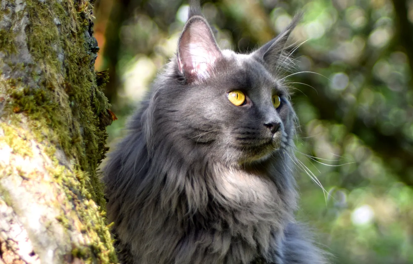 Photo wallpaper cat, cat, look, face, light, nature, grey, tree