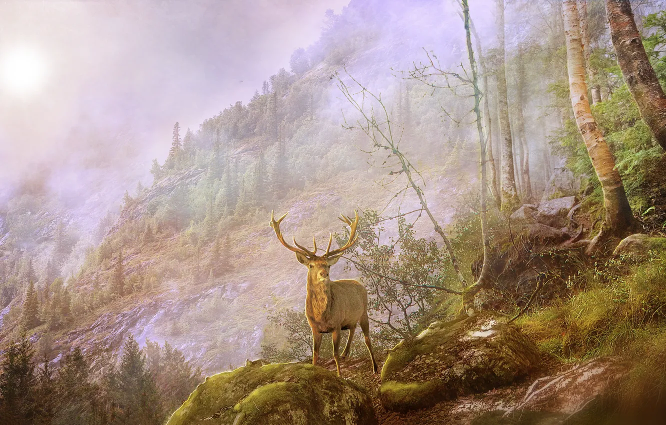 Photo wallpaper forest, landscape, mountains, nature, deer