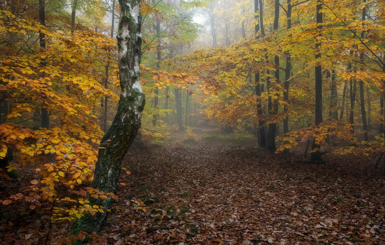 Photo wallpaper autumn, forest, nature