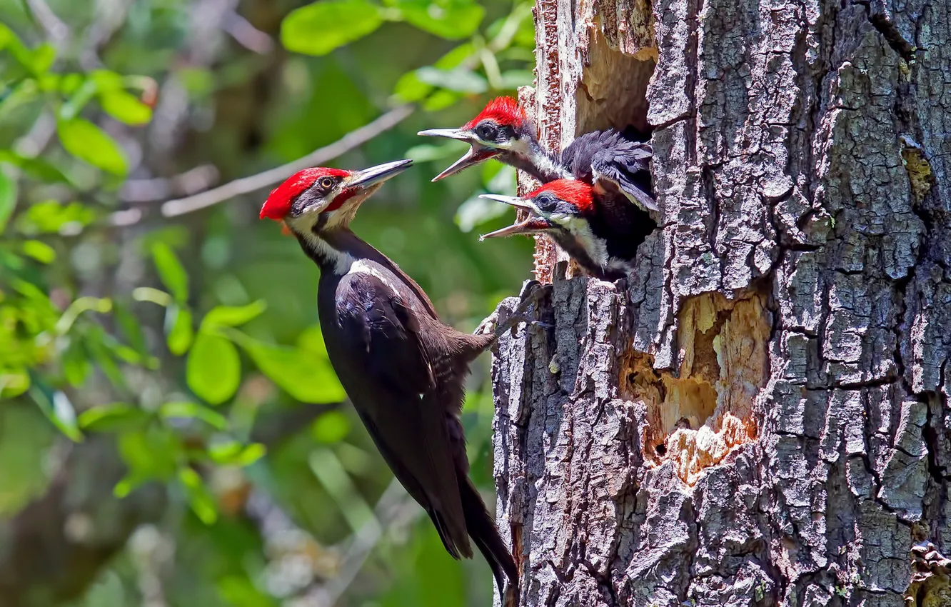 Photo wallpaper birds, nature, Male Pileated Woodpecker