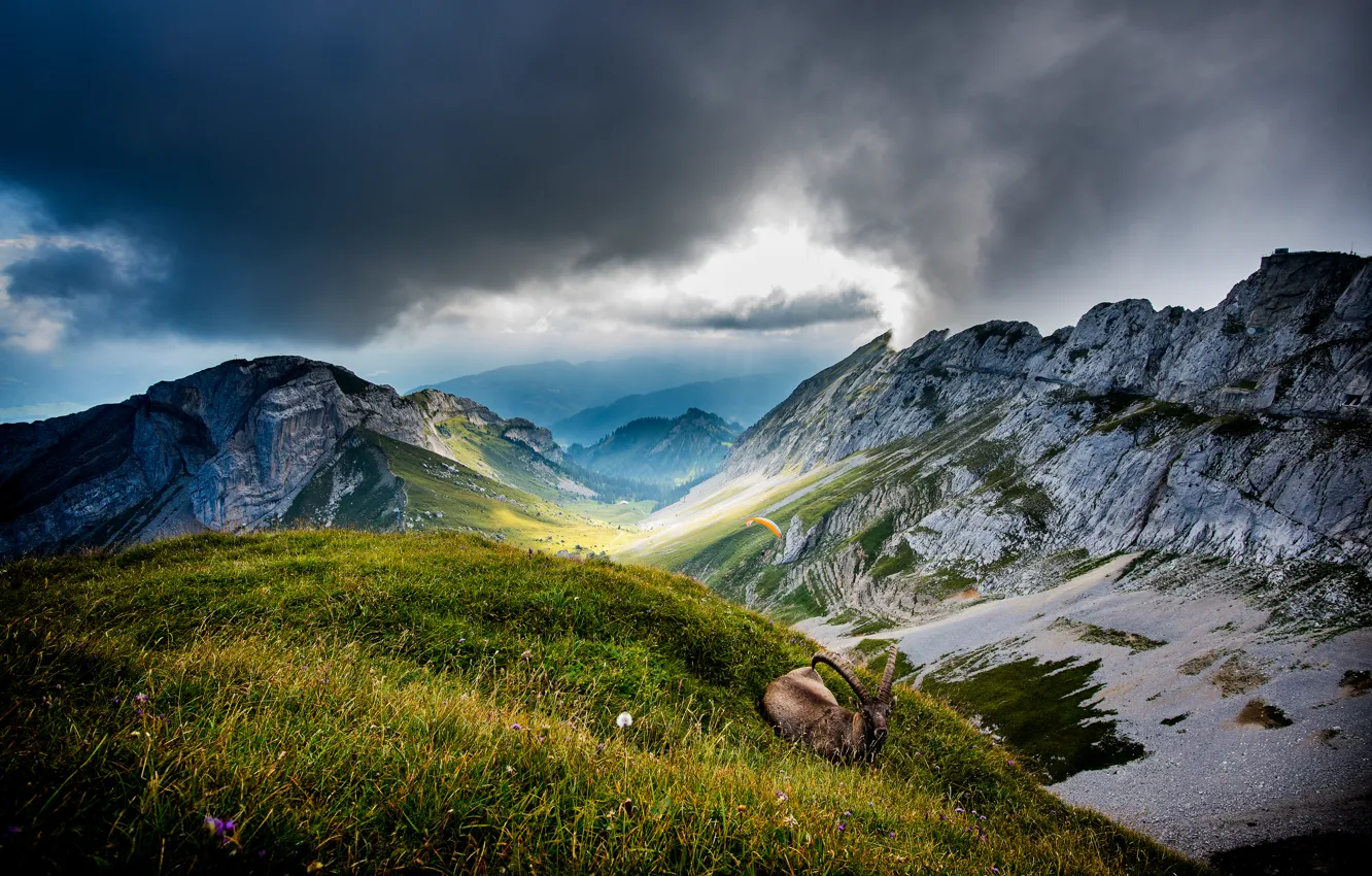 Photo wallpaper clouds, mountains, animal, goat, Switzerland, valley, Switzerland, Mount Pilatus