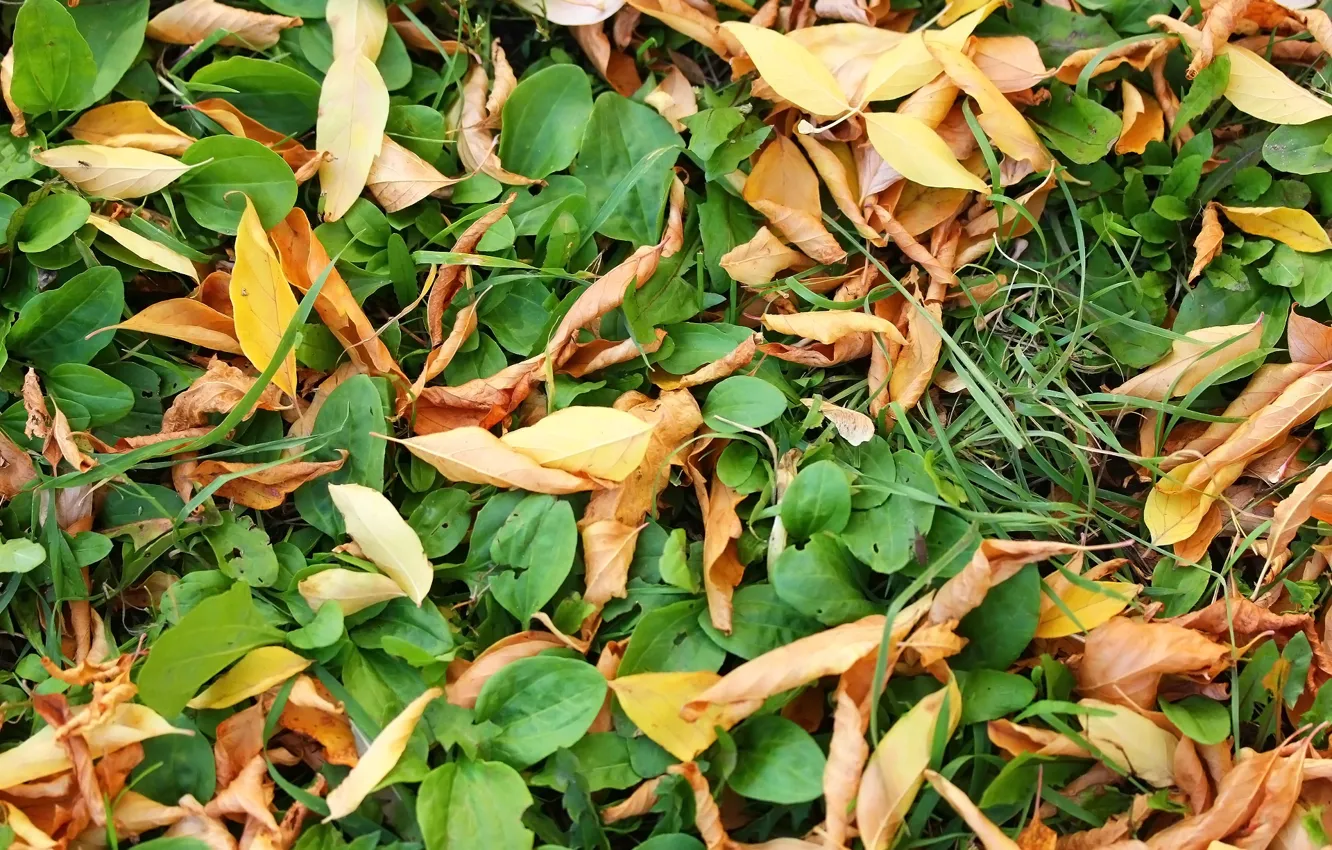 Photo wallpaper autumn, leaves, weed