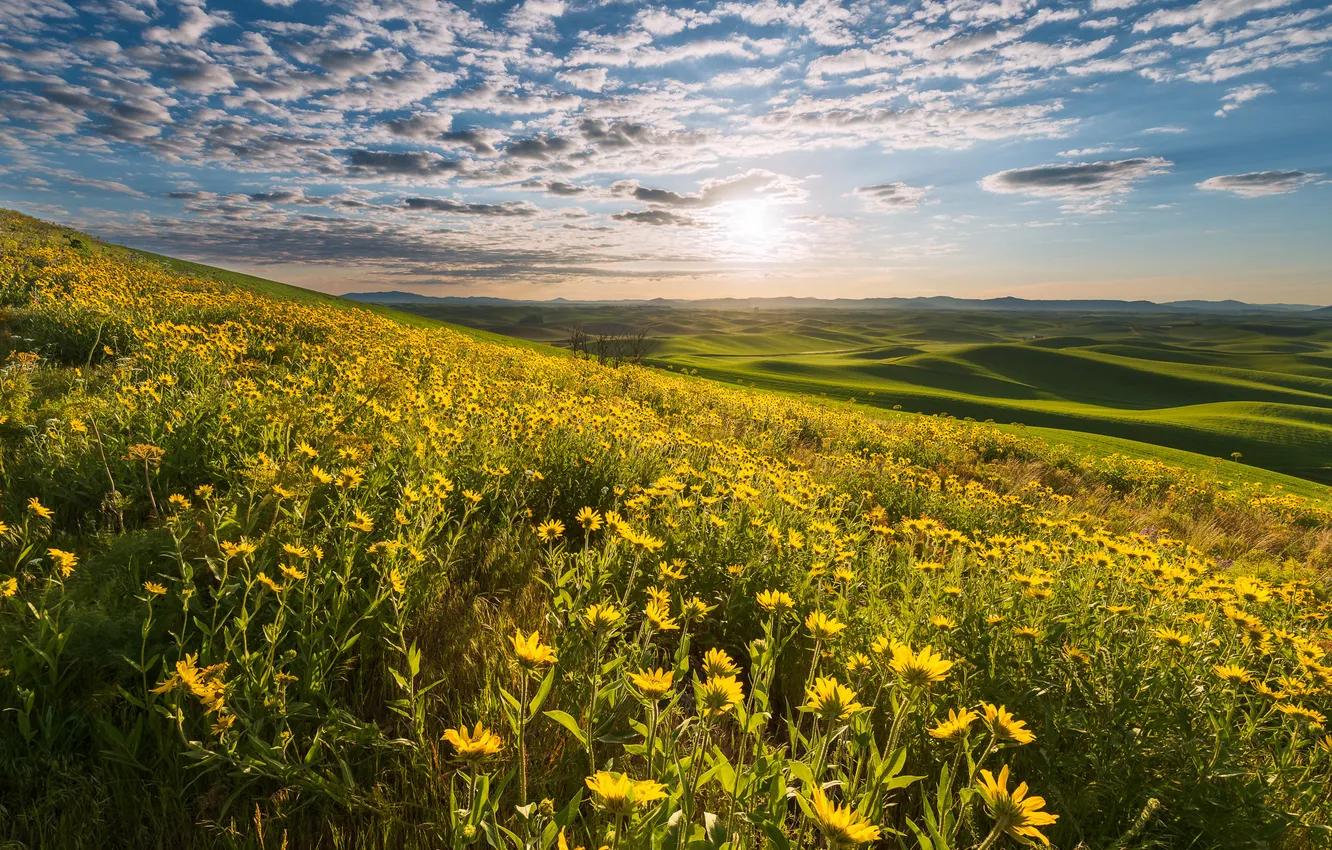 Photo wallpaper field, the sun, clouds, flowers, dal, slope, meadow