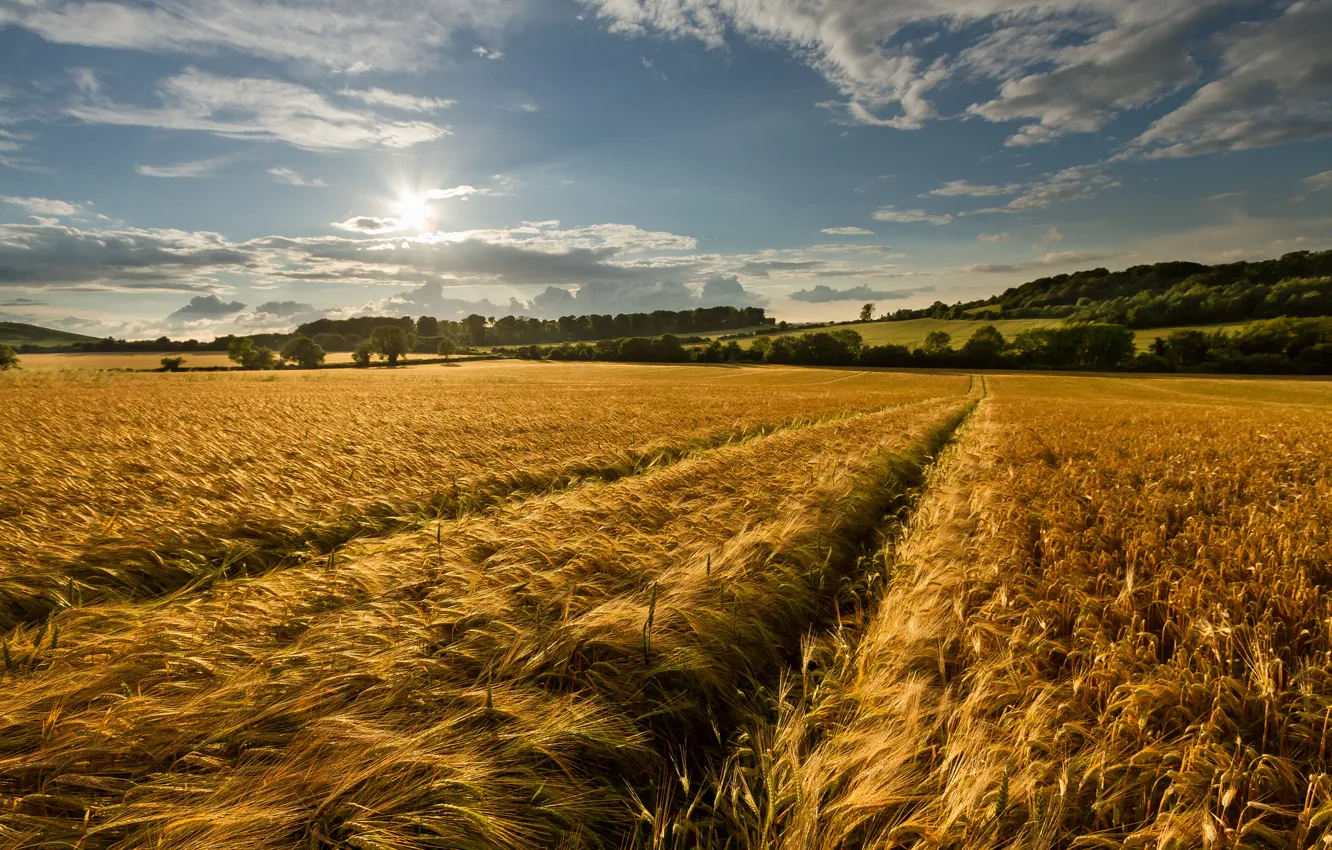 Photo wallpaper field, summer, the sky, nature, spikelets, gold