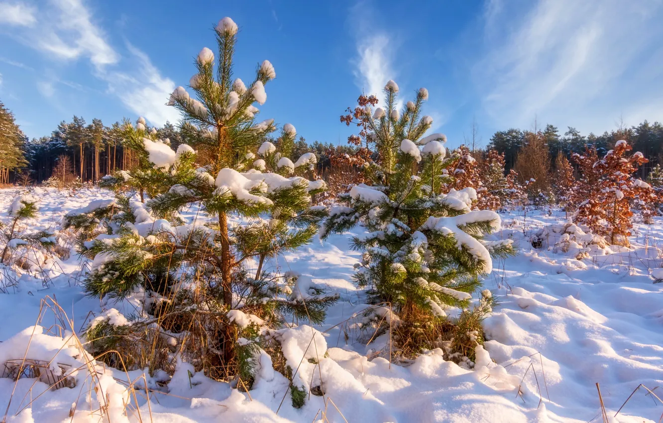 Photo wallpaper winter, forest, snow, nature, Christmas trees, trees