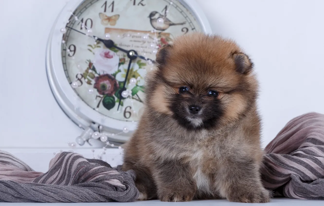 Photo wallpaper watch, baby, puppy, fabric, Spitz