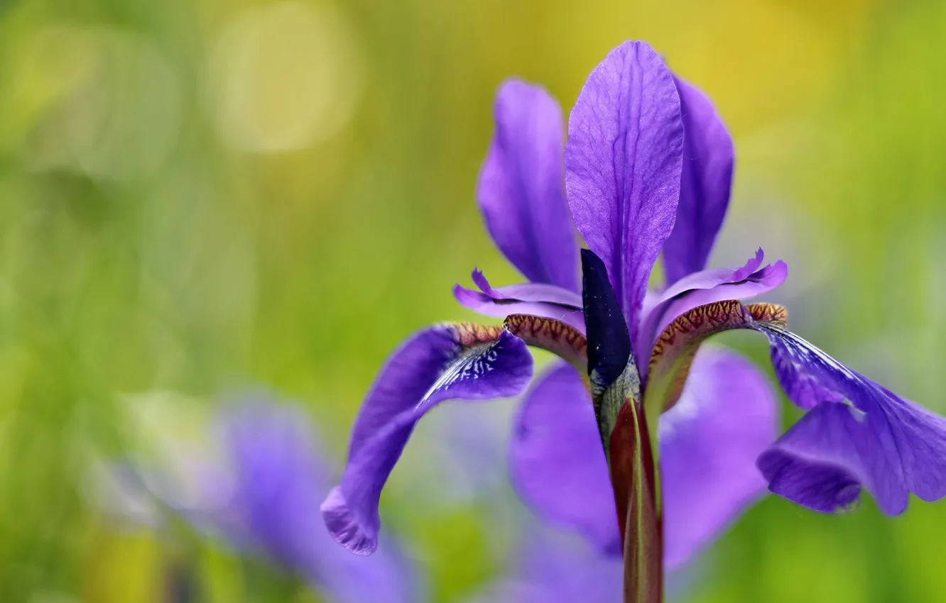 Photo wallpaper macro, flowers, lilac, iris