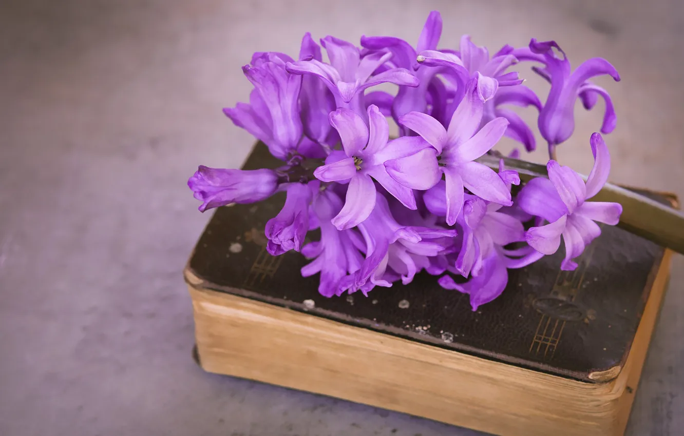 Photo wallpaper macro, flowers, close-up, retro, background, petals, cover, book