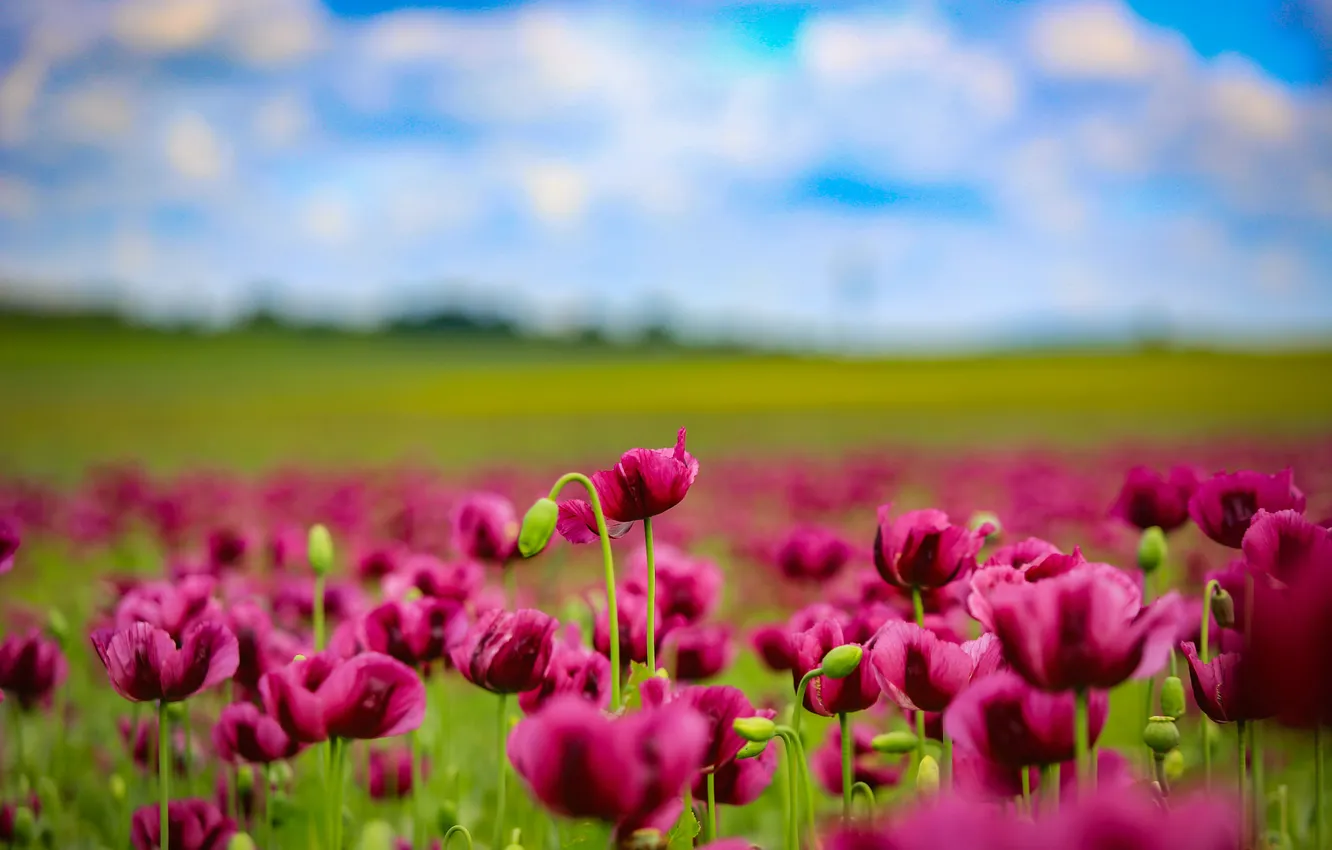 Photo wallpaper field, summer, the sky, clouds, flowers, blue, Maki, dal