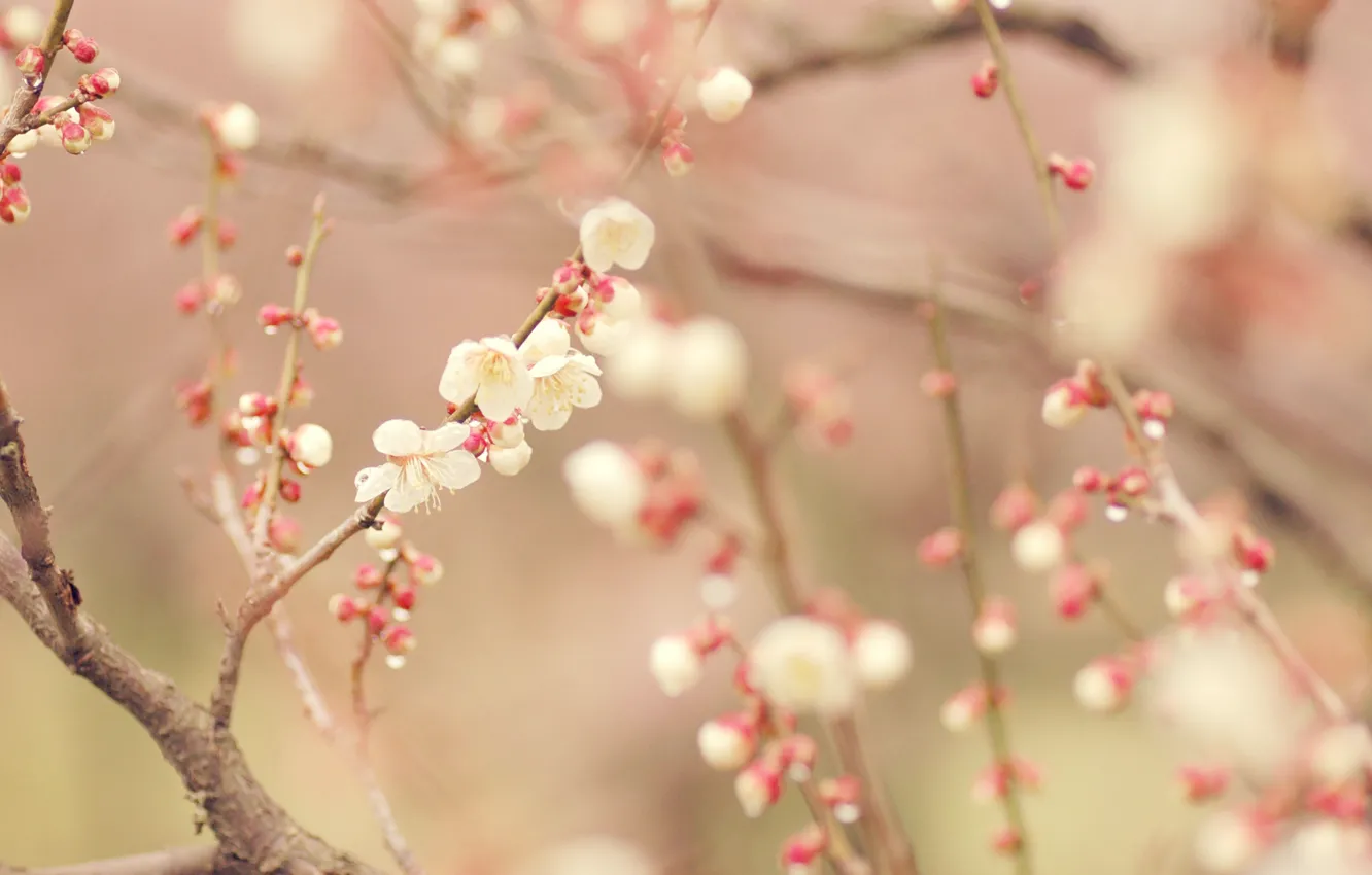 Photo wallpaper trees, spring, flowering
