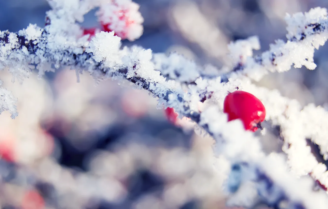 Photo wallpaper winter, frost, branch, berry, crystals, red, bright