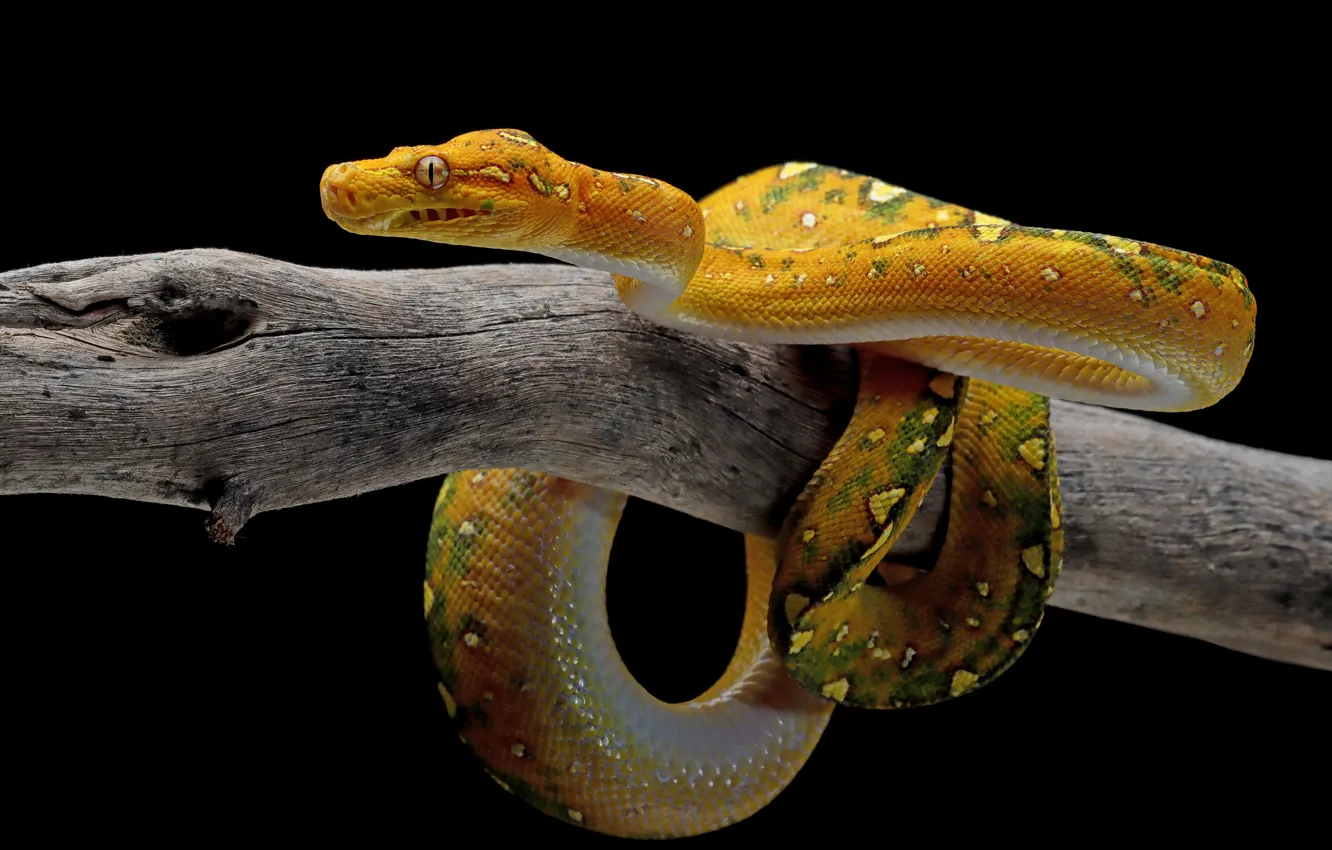 Photo wallpaper branches, yellow, snake, Python