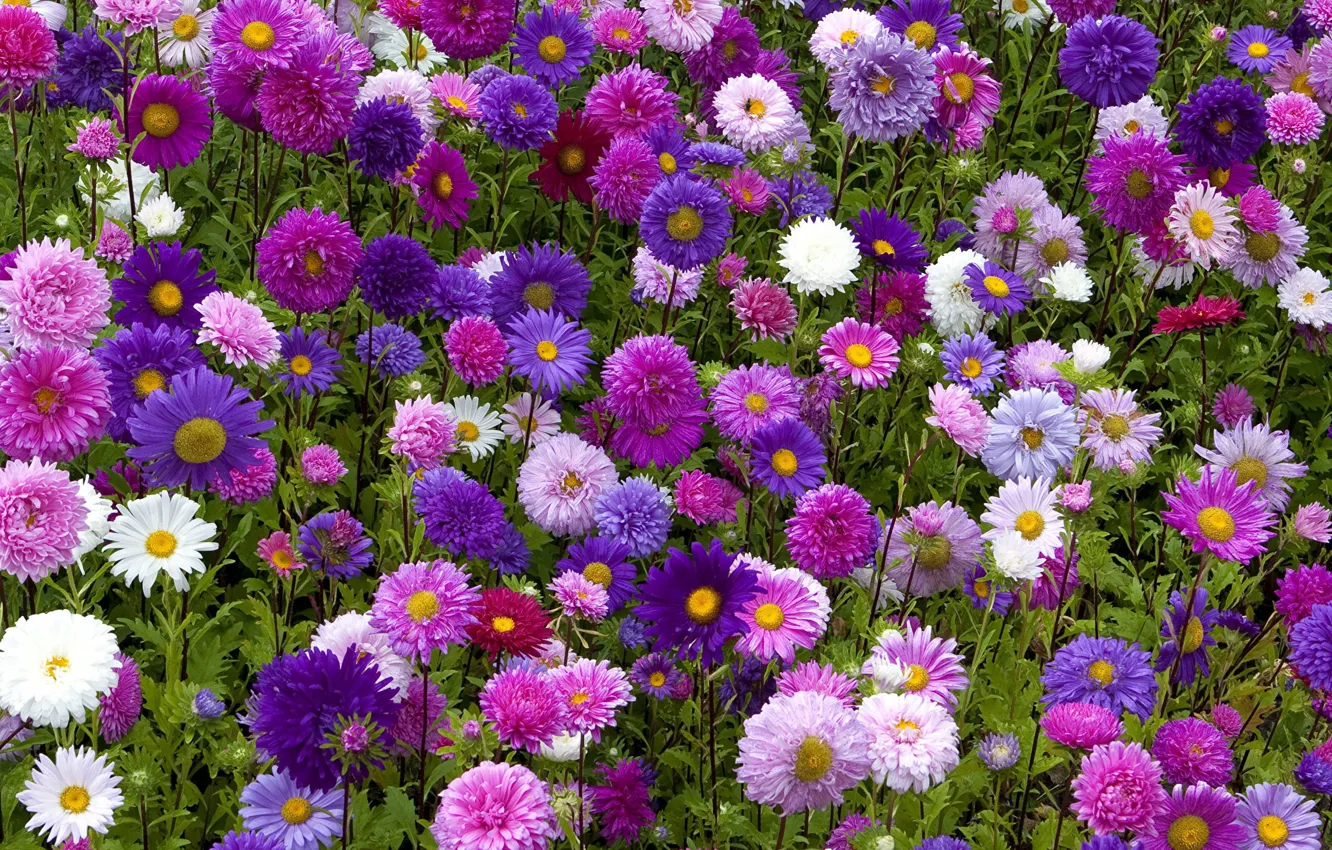 Photo wallpaper flowerbed, asters, autumn colors