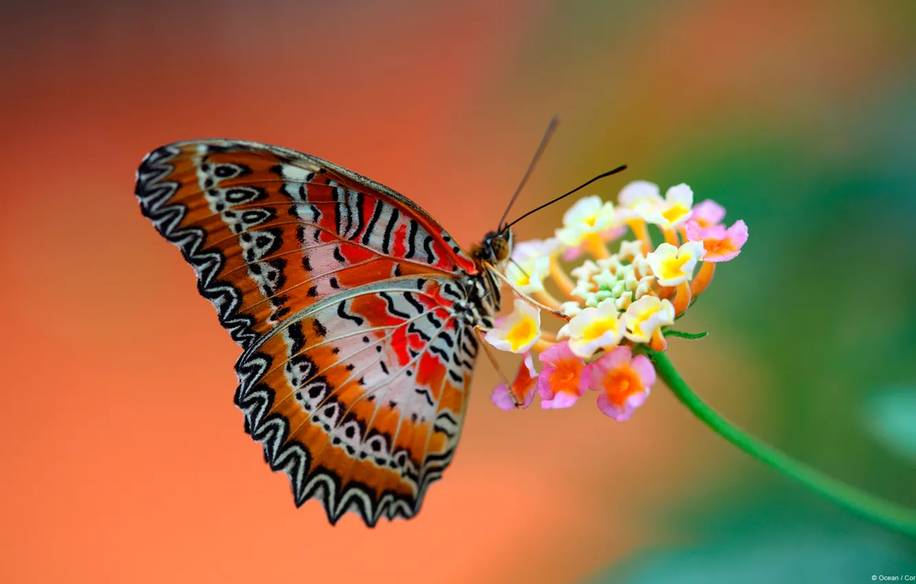 Photo wallpaper flower, background, butterfly, wings