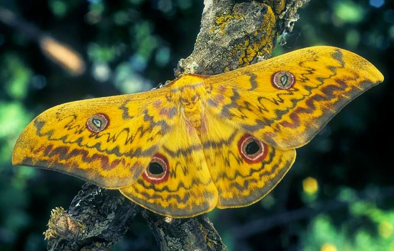 Photo wallpaper branches, microsemi, butterfly, wings, insect, beautiful, closeup