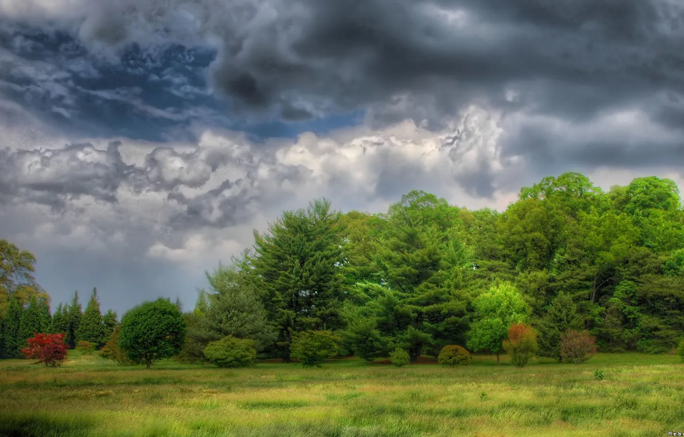 Photo wallpaper trees, nature, clouds, dark sky