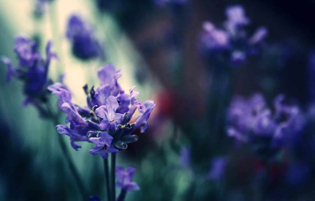 Photo wallpaper flower, macro, nature, lilac, color, twilight, lavender