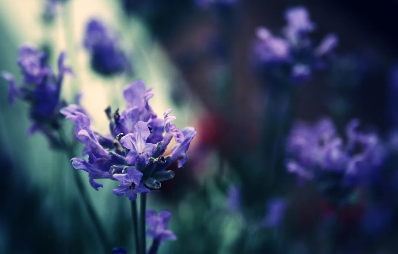Photo wallpaper macro, flowers, nature, color, twilight, lavender, lilac