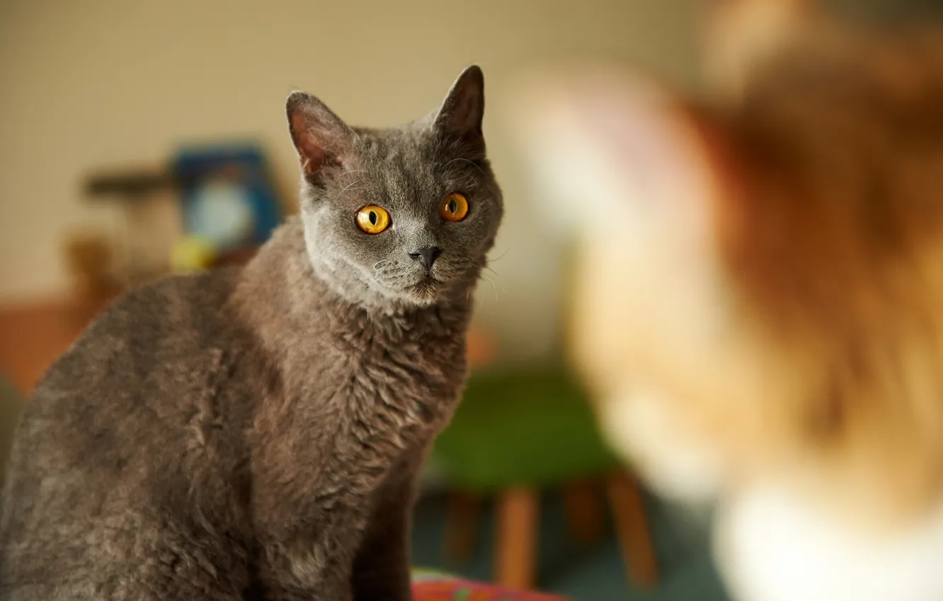 Photo wallpaper cats, focus, blur