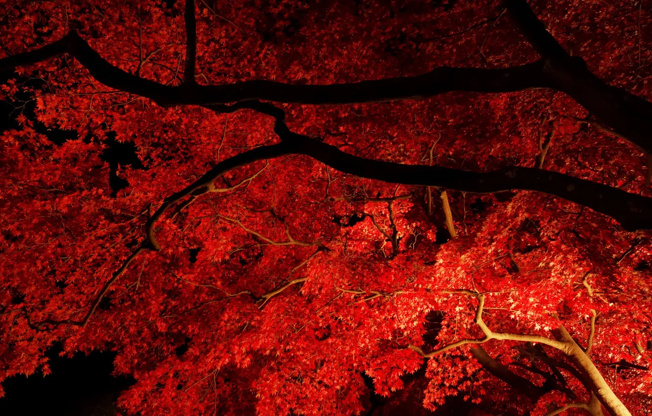 Photo wallpaper autumn, leaves, light, trees, night, branches, maple