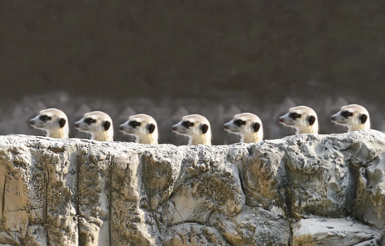 Photo wallpaper stone, meerkats, profile, head