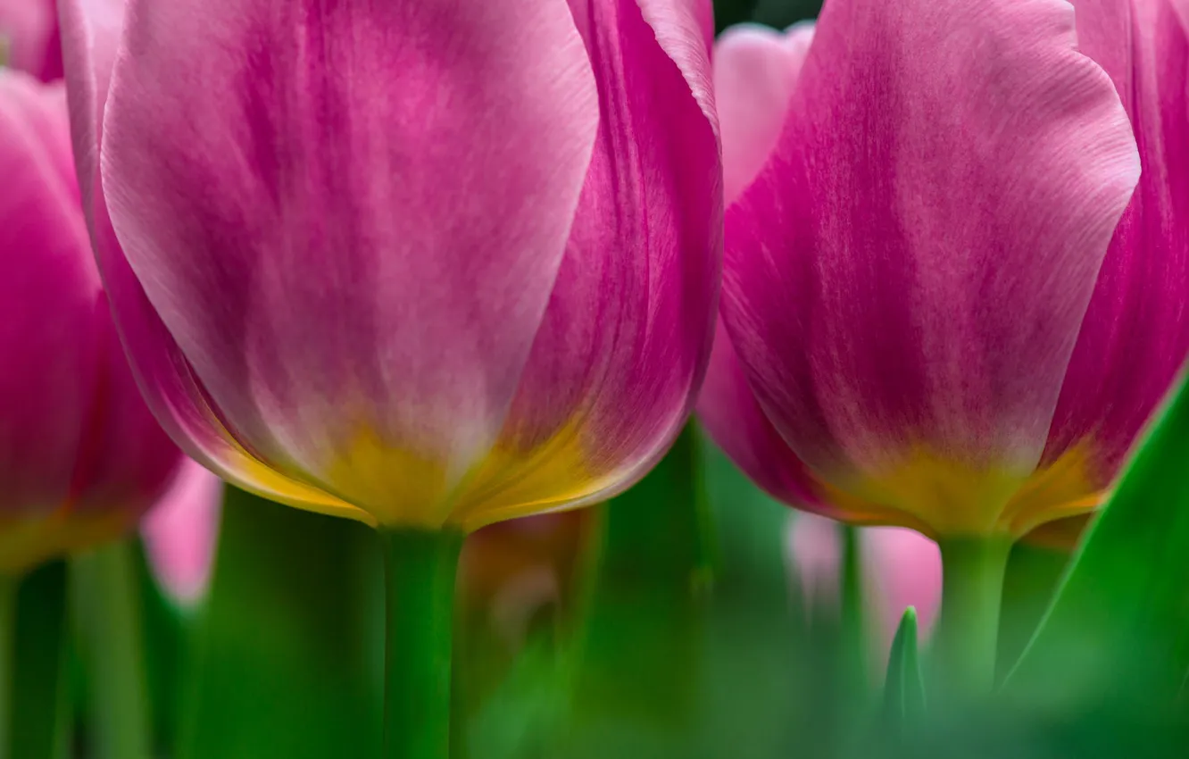 Photo wallpaper macro, flowers, tulips, pink