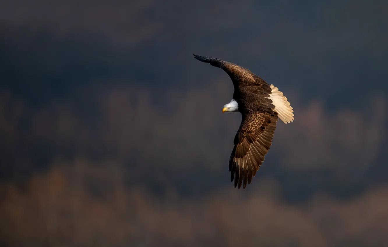 Photo wallpaper flight, background, bird, bald eagle