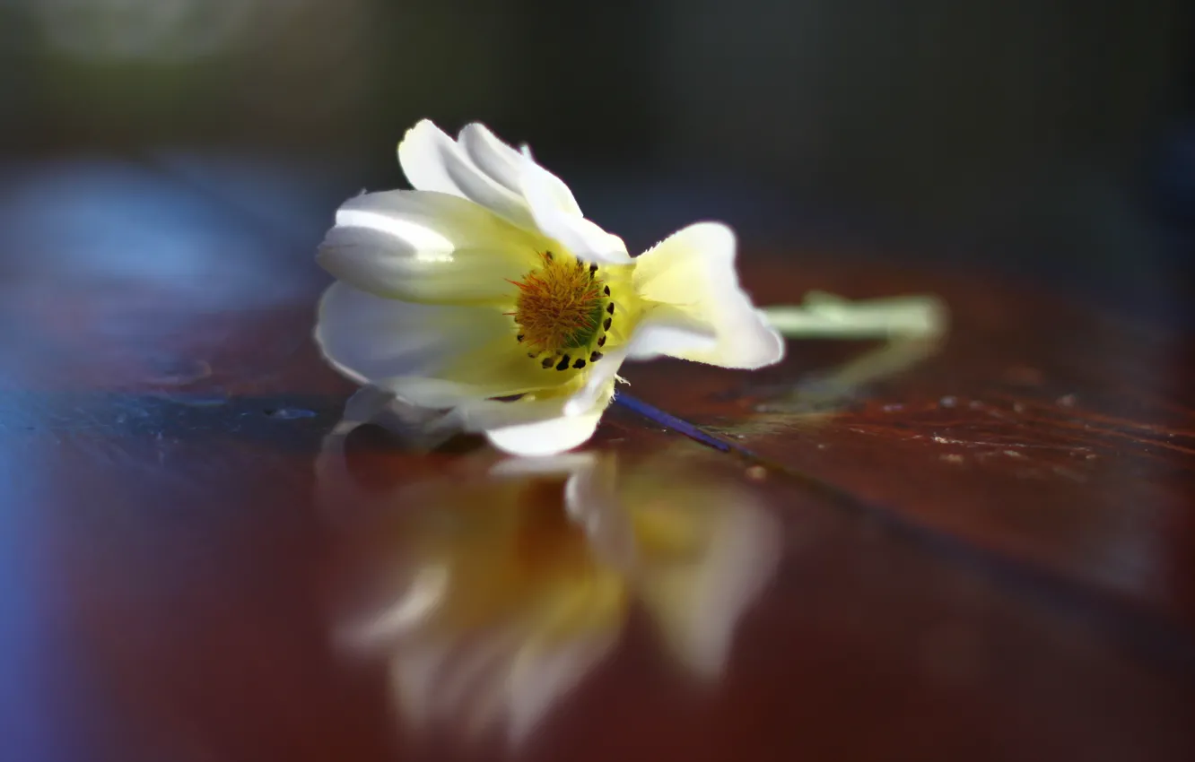 Photo wallpaper macro, flowers, background