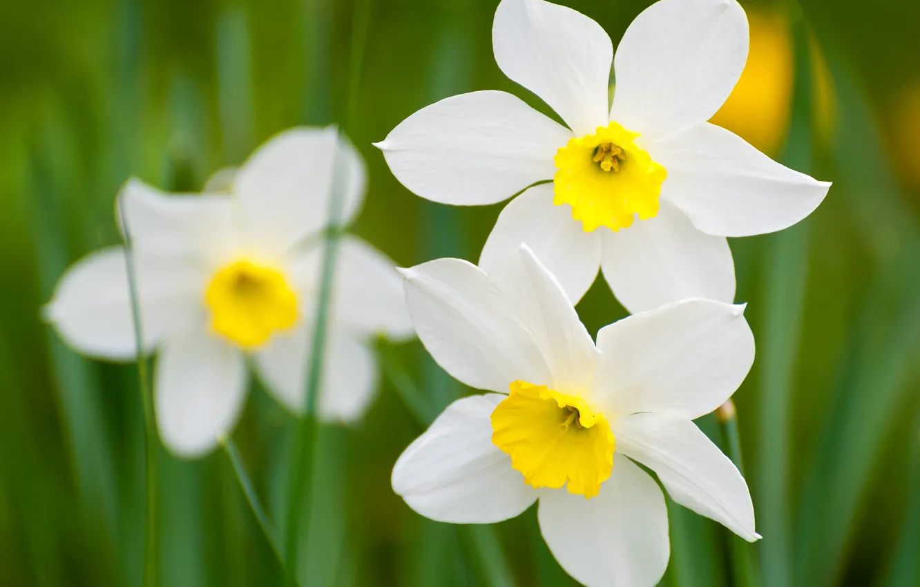 Photo wallpaper flowers, nature, spring