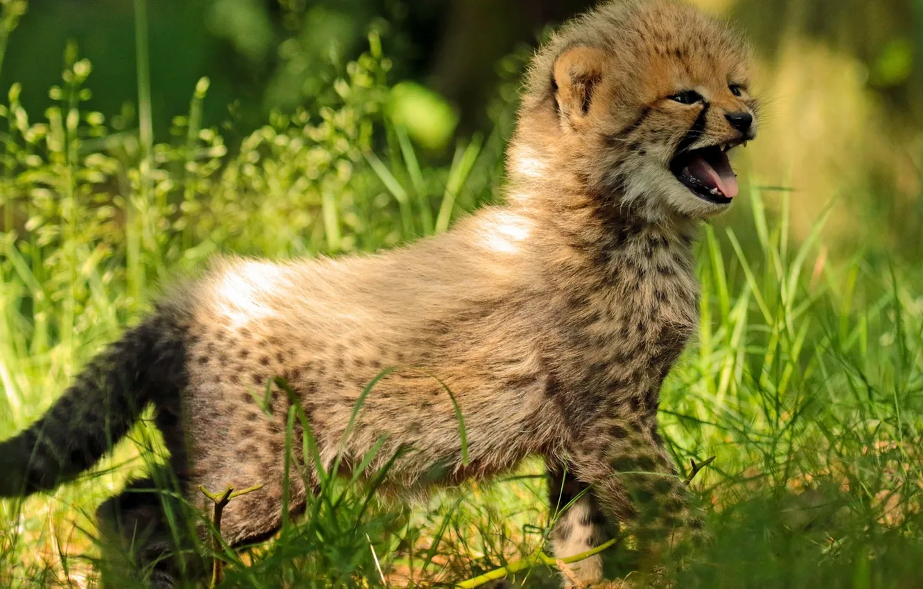 Photo wallpaper grass, baby, Cheetah, cub, kitty
