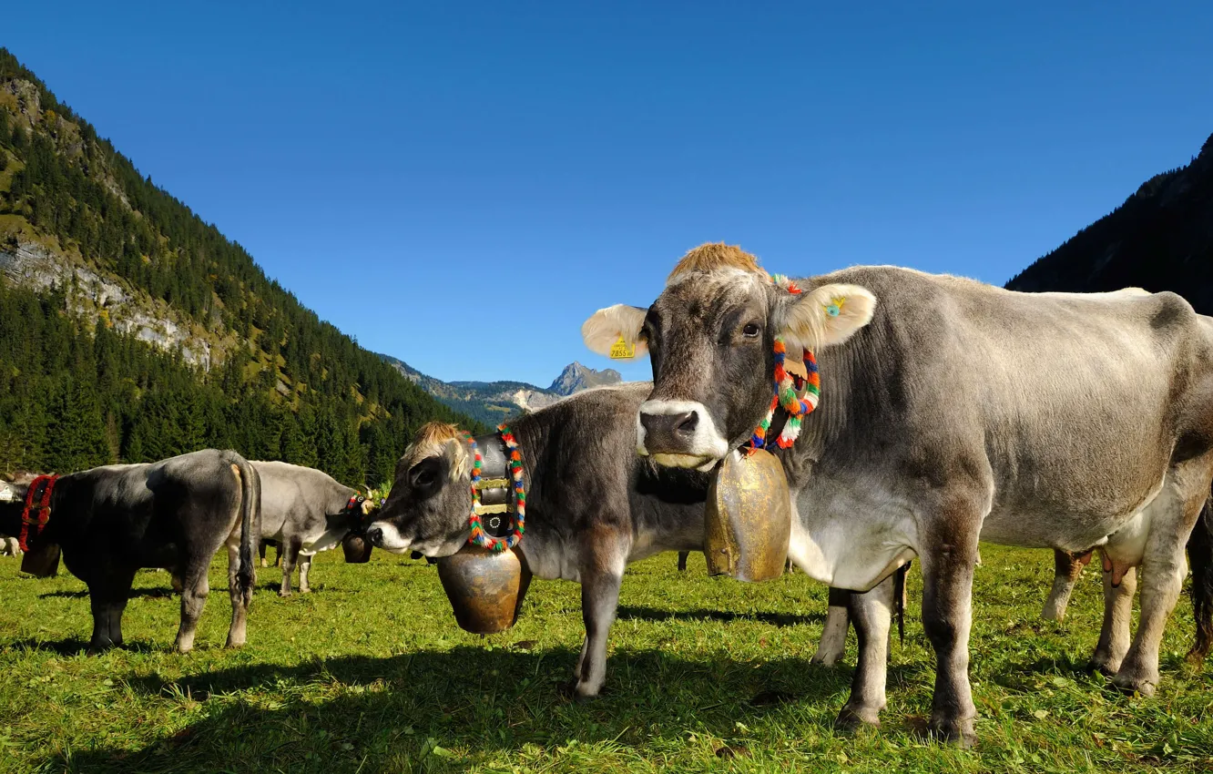 Photo wallpaper Austria, cows, Tyrol, Tannheimer Tal Valley