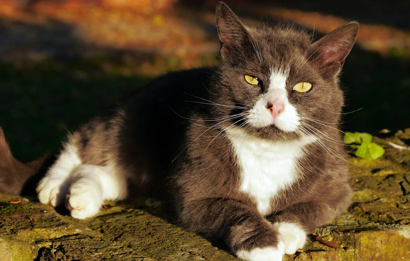 Photo wallpaper shadow, mark, pose, look, cat, lies, light, grey with white
