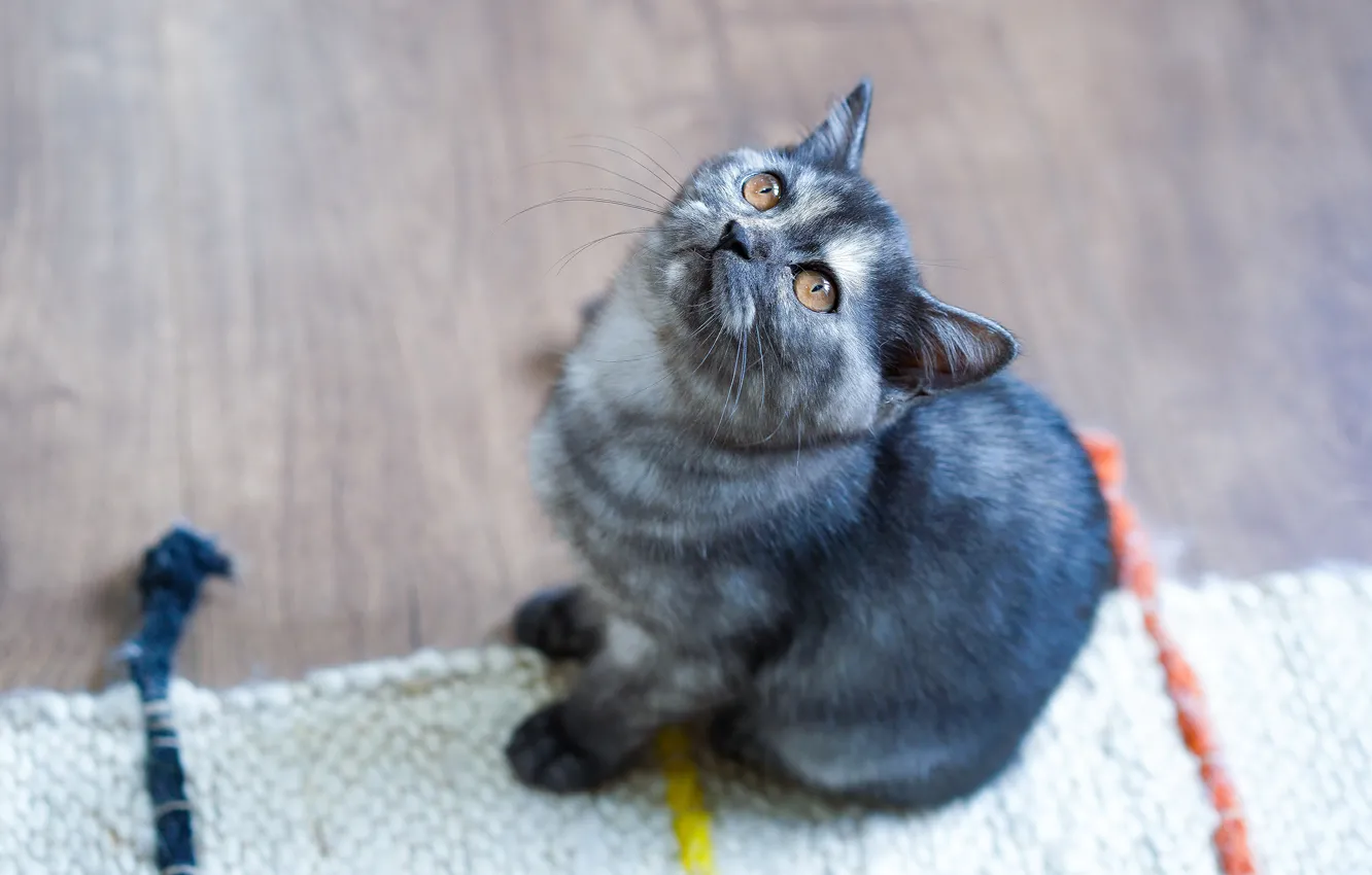 Photo wallpaper cat, look, kitty, grey, floor, Mat, kitty, sitting